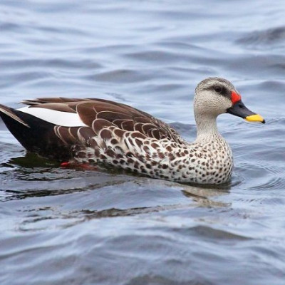 Spot Billed duck
